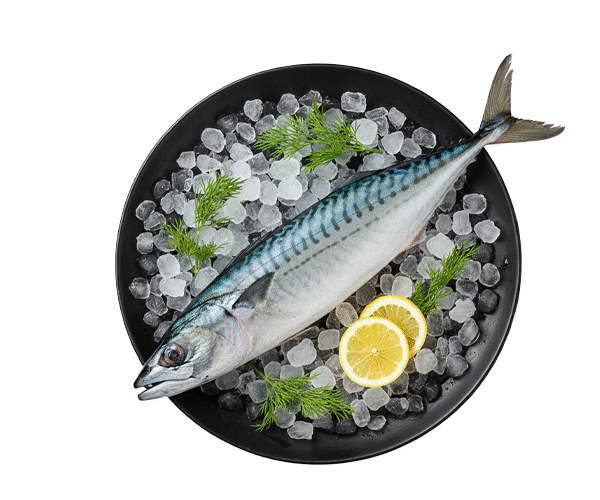 KING-MACKEREL.png