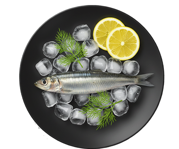 SILVER-ANCHOVY.png