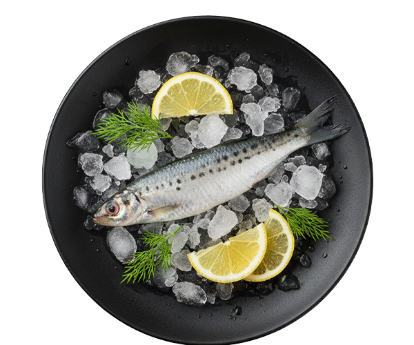 SPOTTED-SARDINELLA.png